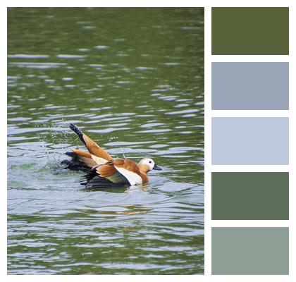 Birds Ruddy Shelducks Ducks Image